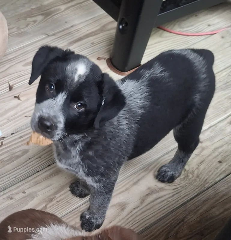 Call – Australian Cattle Dog, Australian Shepherd puppy for sale in Rome, GA