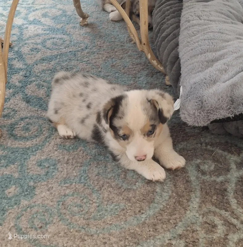 CKC Ella – Pembroke Welsh Corgi puppy for sale in Rome, GA