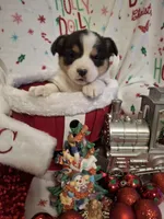 CKC Opal, a female Pembroke Welsh Corgi for sale in Rome, GA – Photo 4 of 10