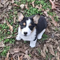 CKC Opal, a female Pembroke Welsh Corgi for sale in Rome, GA – Photo 9 of 10