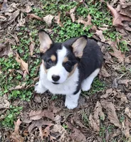 CKC Opal, a female Pembroke Welsh Corgi for sale in Rome, GA – Photo 9 of 10
