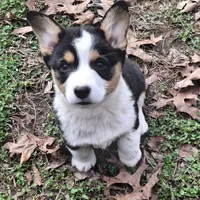 CKC Opal, a female Pembroke Welsh Corgi for sale in Rome, GA – Photo 2 of 10