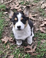 CKC Opal, a female Pembroke Welsh Corgi for sale in Rome, GA – Photo 2 of 10