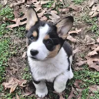 CKC Opal, a female Pembroke Welsh Corgi for sale in Rome, GA – Photo 1 of 10