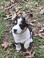CKC Opal, a female Pembroke Welsh Corgi for sale in Rome, GA – Photo 1 of 10