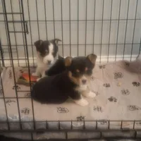 CKC Opal, a female Pembroke Welsh Corgi for sale in Rome, GA – Photo 7 of 10