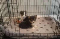 CKC Opal, a female Pembroke Welsh Corgi for sale in Rome, GA – Photo 7 of 10