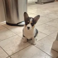 CKC Opal, a female Pembroke Welsh Corgi for sale in Rome, GA – Photo 10 of 10