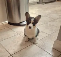 CKC Opal, a female Pembroke Welsh Corgi for sale in Rome, GA – Photo 10 of 10
