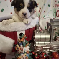 CKC Opal, a female Pembroke Welsh Corgi for sale in Rome, GA – Photo 3 of 10