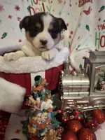 CKC Opal, a female Pembroke Welsh Corgi for sale in Rome, GA – Photo 3 of 10