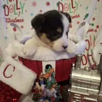 CKC Opal, a female Pembroke Welsh Corgi for sale in Rome, GA – Photo 5 of 10