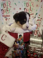 CKC Opal, a female Pembroke Welsh Corgi for sale in Rome, GA – Photo 5 of 10