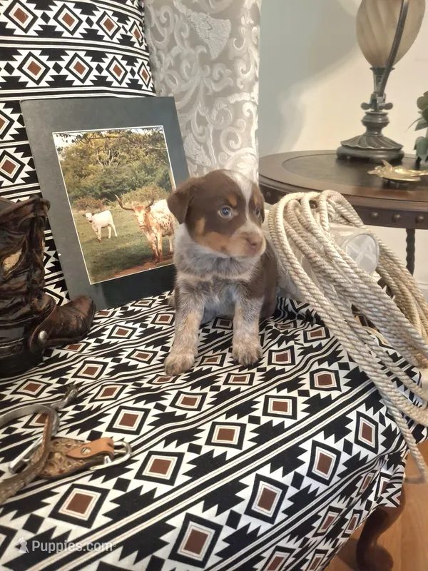 Beth – Australian Cattle Dog, Australian Shepherd puppy for sale in Rome, GA