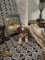 Beth, a female Australian Cattle Dog and Australian Shepherd for sale in Rome, GA – 2 of 6