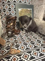 Judd, a male Australian Cattle Dog and Australian Shepherd for sale in Rome, GA – 3 of 6