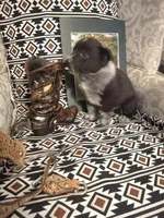 Judd, a male Australian Cattle Dog and Australian Shepherd for sale in Rome, GA – 2 of 6