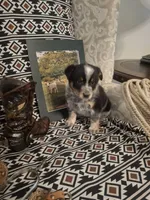Spencer, a male Australian Cattle Dog for sale in Rome, GA – 3 of 6