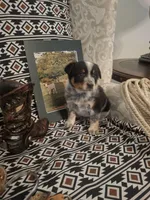Spencer, a male Australian Cattle Dog for sale in Rome, GA – 4 of 6