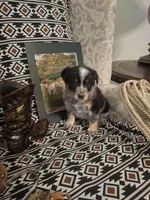 Spencer, a male Australian Cattle Dog for sale in Rome, GA – 2 of 6