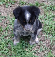 Spencer, a male Australian Cattle Dog and Australian Shepherd for sale in Rome, GA – 5 of 8