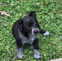 Judd, a male Australian Cattle Dog and Australian Shepherd for sale in Rome, GA – 2 of 10