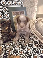 Gus, a male Australian Cattle Dog and Australian Shepherd for sale in Rome, GA – 1 of 7