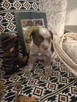 Gus, a male Australian Cattle Dog and Australian Shepherd for sale in Rome, GA – 4 of 7