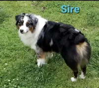 Gus, a male Australian Cattle Dog and Australian Shepherd for sale in Rome, GA – 5 of 7
