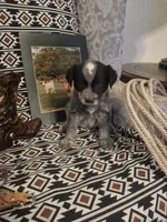 Call, a male Australian Cattle Dog and Australian Shepherd for sale in Rome, GA – 3 of 6