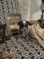Call, a male Australian Cattle Dog and Australian Shepherd for sale in Rome, GA – 4 of 6