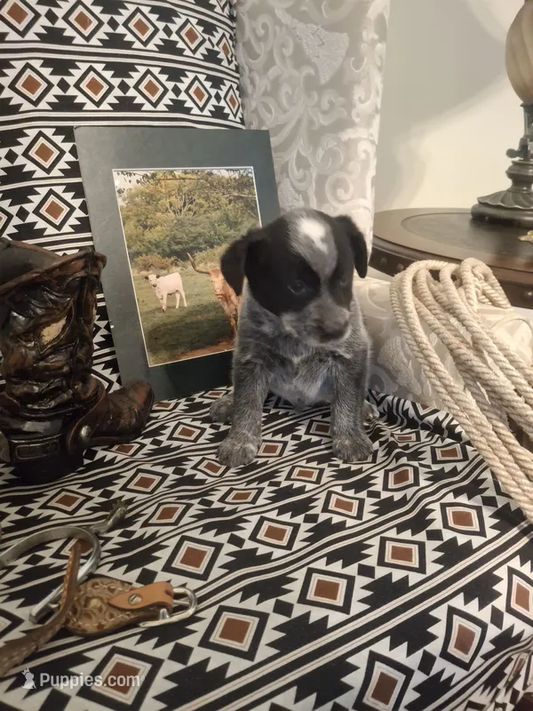 Call – Australian Cattle Dog, Australian Shepherd puppy for sale in Rome, GA