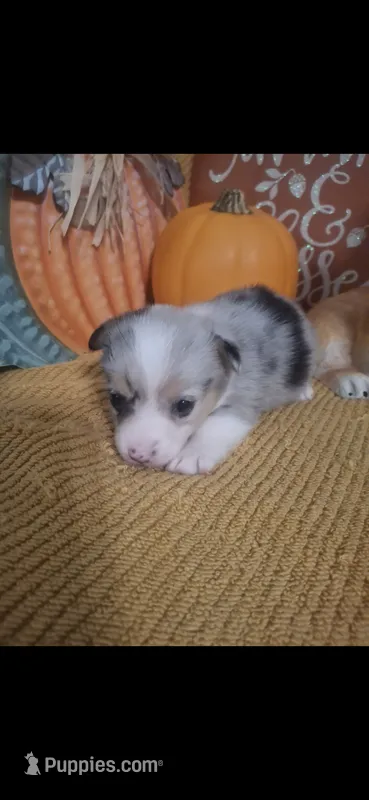 CKC Dolly – Pembroke Welsh Corgi puppy for sale in Rome, GA