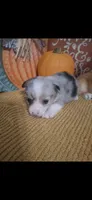CKC Dolly, a female Pembroke Welsh Corgi for sale in Rome, GA – 1 of 2
