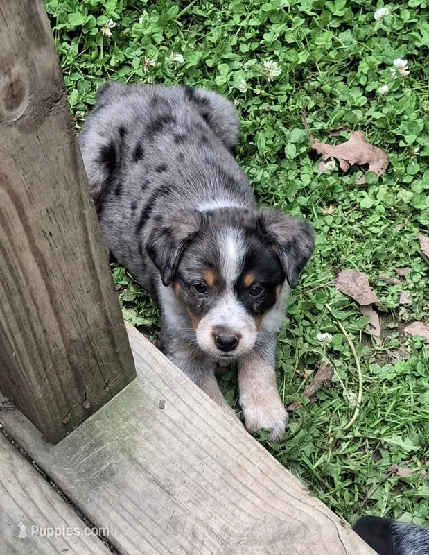Belle – Australian Cattle Dog, Australian Shepherd puppy for sale in Rome, GA