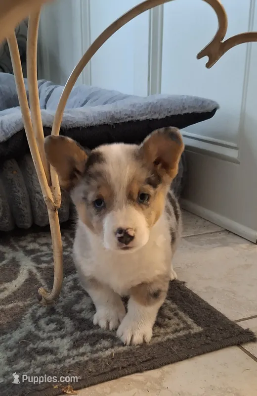 CKC Wrangler  – Pembroke Welsh Corgi puppy for sale in Rome, GA