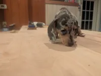 Lucy, a female Miniature Dachshund for sale in Williamston, NC – 3 of 6