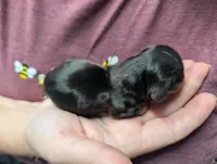 Opal, a female Miniature Dachshund for sale in Williamston, NC – 1 of 1
