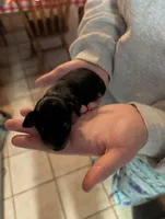 Lady Mae, a female Miniature Dachshund for sale in Williamston, NC – 2 of 2