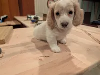 Duce Biggalow, a male Miniature Dachshund for sale in Williamston, NC – 4 of 9