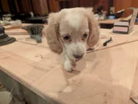 Duce Biggalow, a male Miniature Dachshund for sale in Williamston, NC – 2 of 9