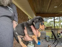Carolina Girl, a female Miniature Dachshund for sale in Williamston, NC – 6 of 7