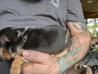 Carolina Girl, a female Miniature Dachshund for sale in Williamston, NC – 7 of 7
