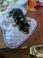 Carolina Girl, a female Miniature Dachshund for sale in Williamston, NC – Photo 1 of 3