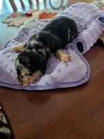 Carolina Girl, a female Miniature Dachshund for sale in Williamston, NC – Photo 3 of 3