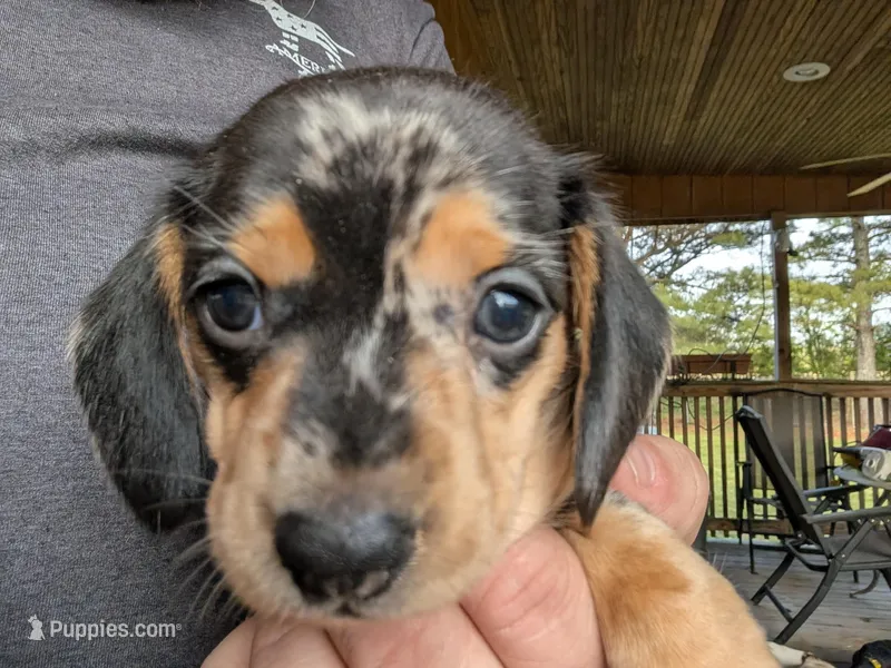 Carolina Girl – Miniature Dachshund puppy for sale in Williamston, NC