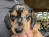 Carolina Girl, a female Miniature Dachshund for sale in Williamston, NC – 1 of 7