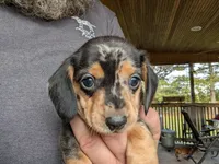 Carolina Girl, a female Miniature Dachshund for sale in Williamston, NC – 5 of 7