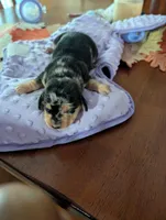 Carolina Girl, a female Miniature Dachshund for sale in Williamston, NC – Photo 2 of 3