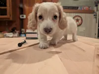 Duce Biggalow, a male Miniature Dachshund for sale in Williamston, NC – 6 of 9